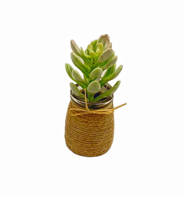 Plantas modernas para hogar Esencia Verde