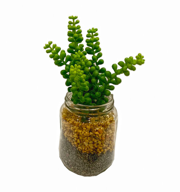 Plantas para sala Esencia Natural