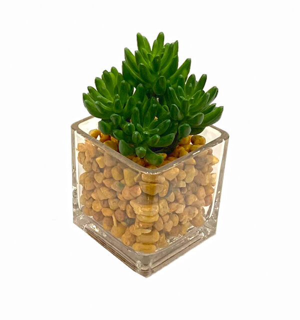 Planta Decorativa Cuadrada Verde Imperial