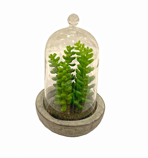 planta decorativa para interiores Edena