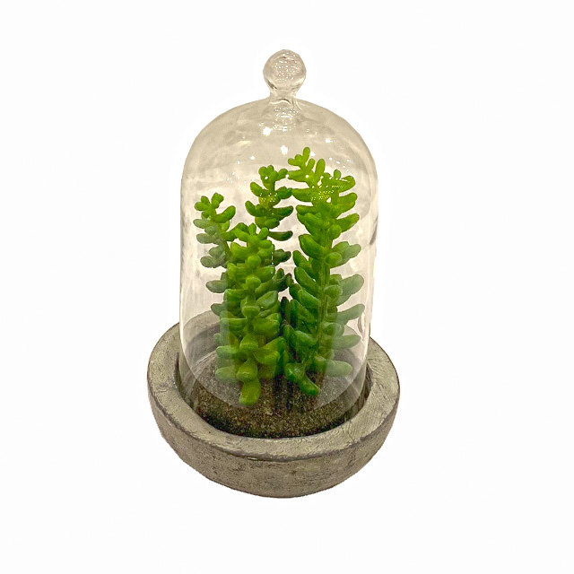 planta decorativa para interiores Edena